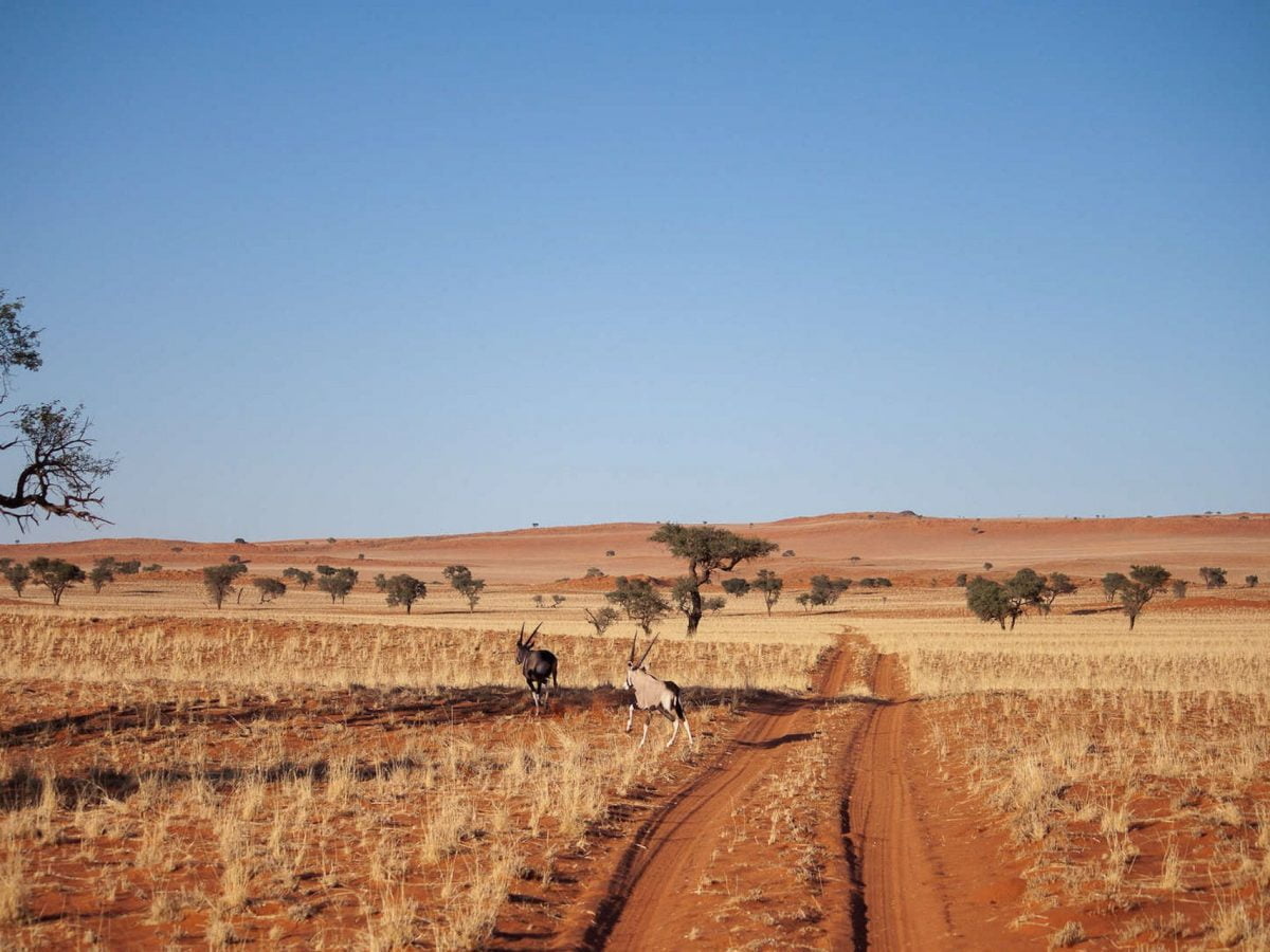 Oryx running across the sand in Namibrand.