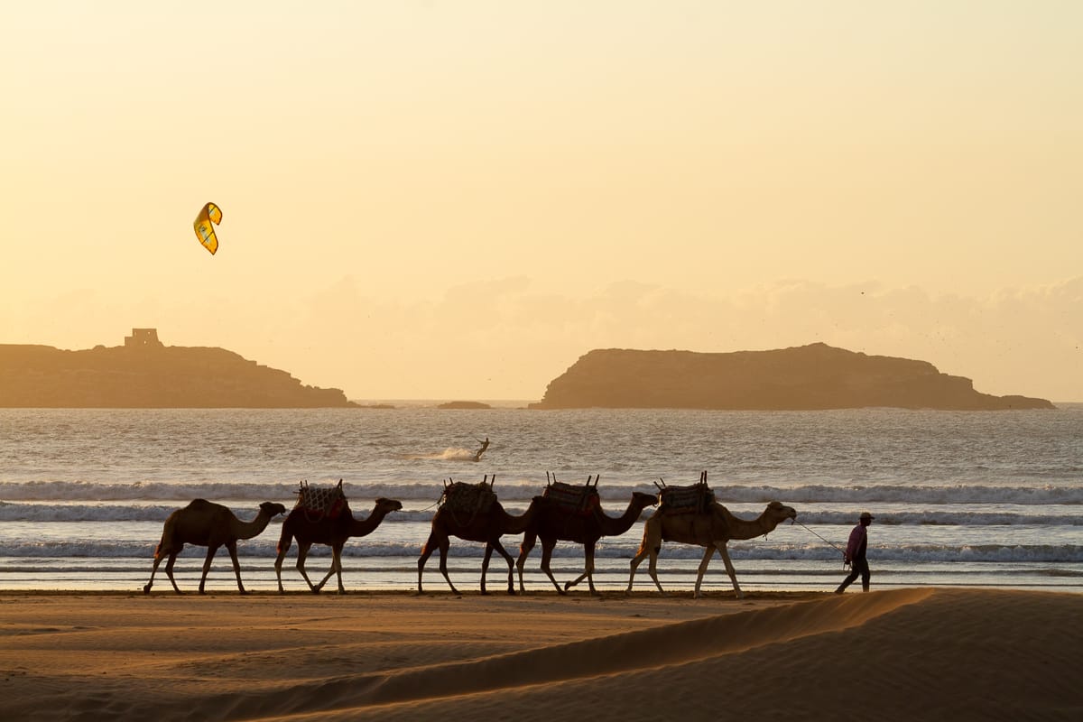 Essaouira Travel Blog cover image camels walking at sunset