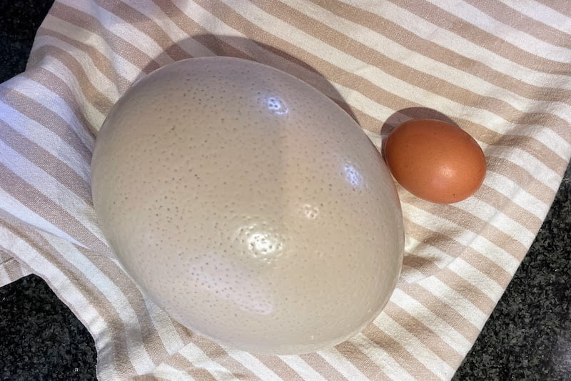 Ostrich egg beside a regular egg.